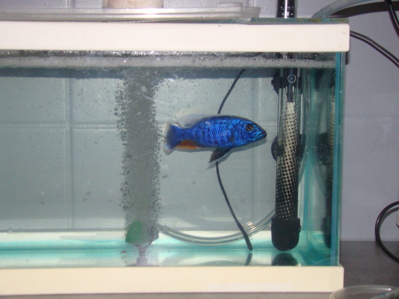 sciaenochromis fryeri qui se gratte Dsc04920