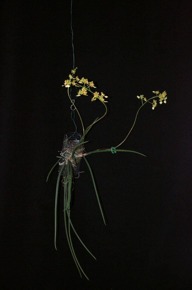 Oncidium sprucei (rattenschwänziges) Oncidi12