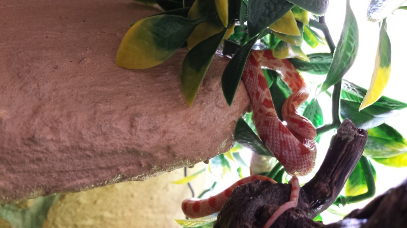 mes 2 p'tits pantherophis guttatus 0110