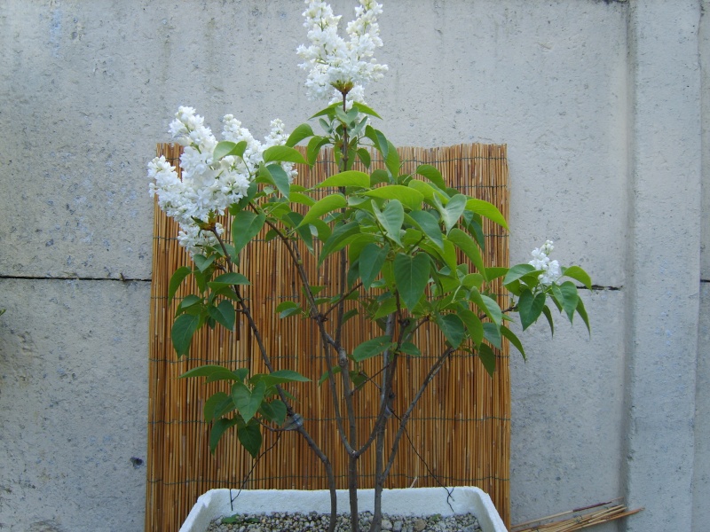 Rempotage bonsaï 28avri10
