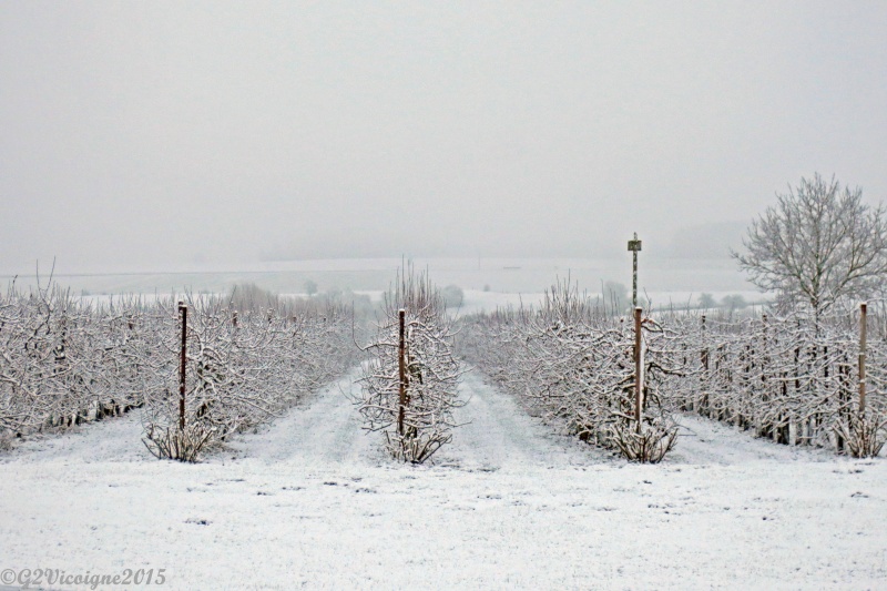 Le verger l'hiver Sans_t14