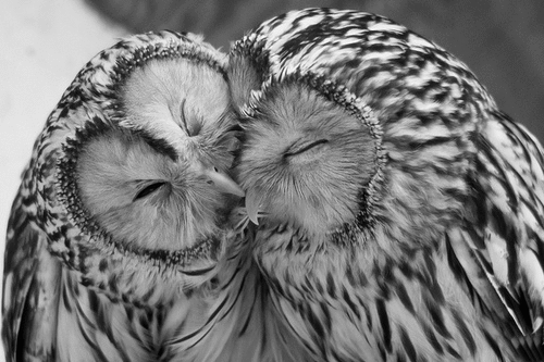 Animal Love Pics - Page 7 Owl_lo10