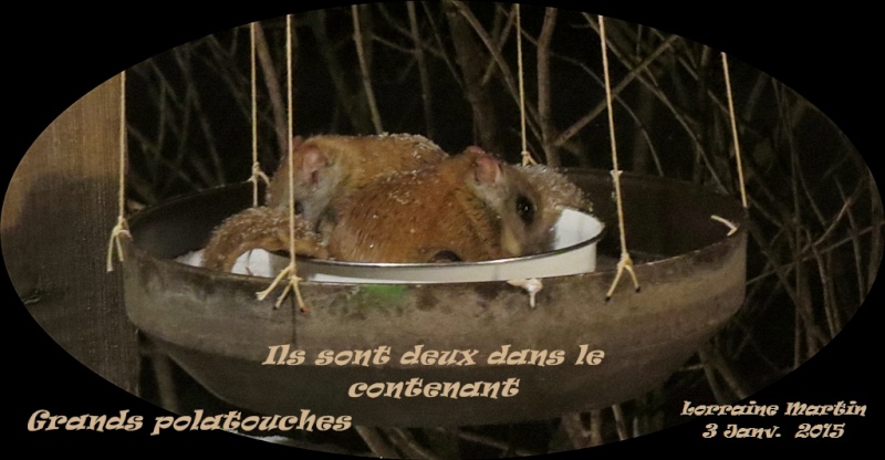 Trois Grands polatouches Grands11