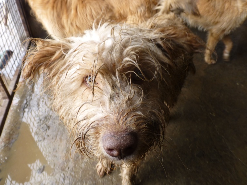 FOURRIERE DE BACKA : NOUS DEVONS SAUVER LES CHIENS! 1 - Page 25 Yellow17