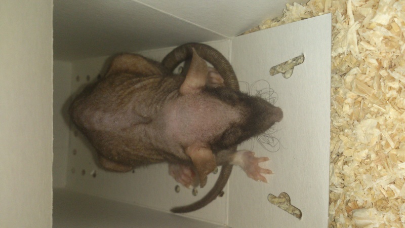 Urgent : Rat très faible Dsc_1011