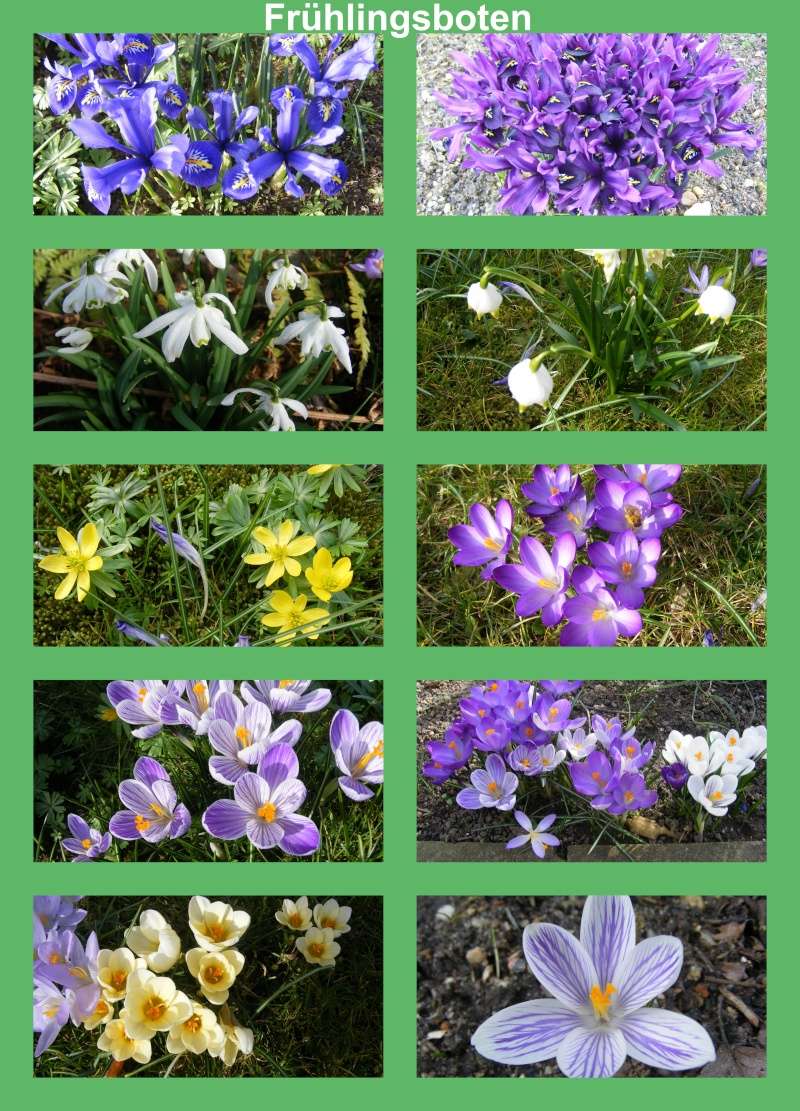 Erste Frühlingsboten im Garten und in Wald und Flur - Seite 17 Fryhli10