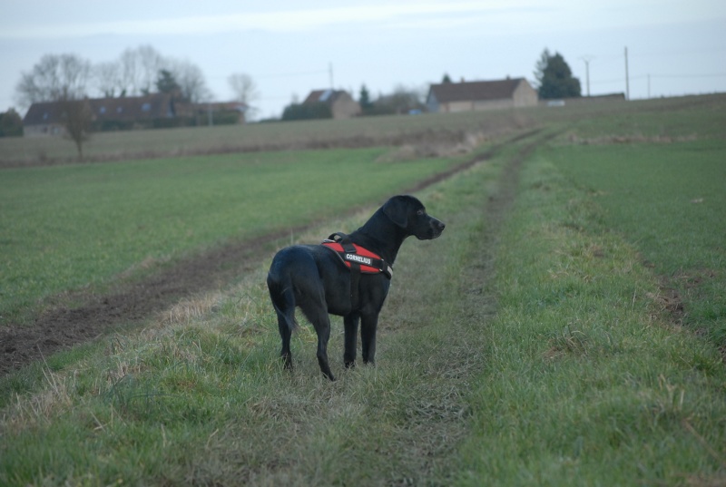 Louna et "..." - Page 7 Dsc_0510