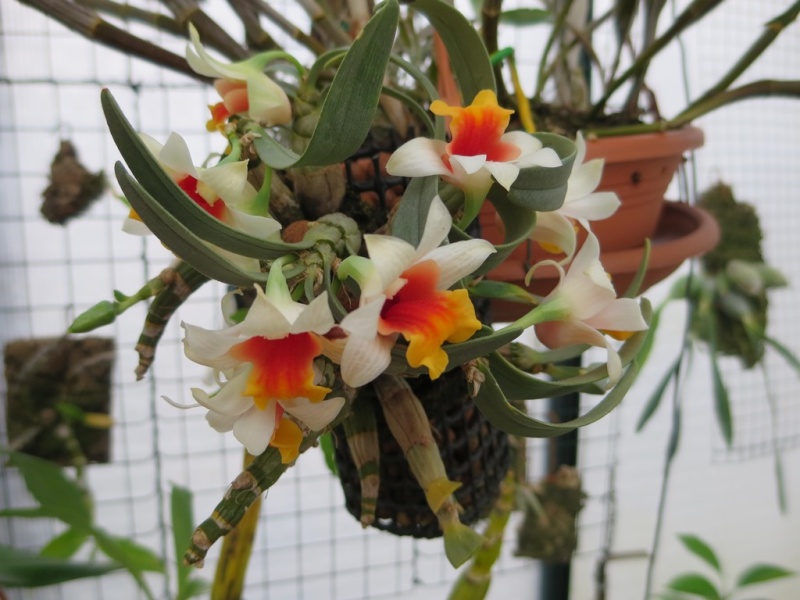 Dendrobium bellatulum 2015-070