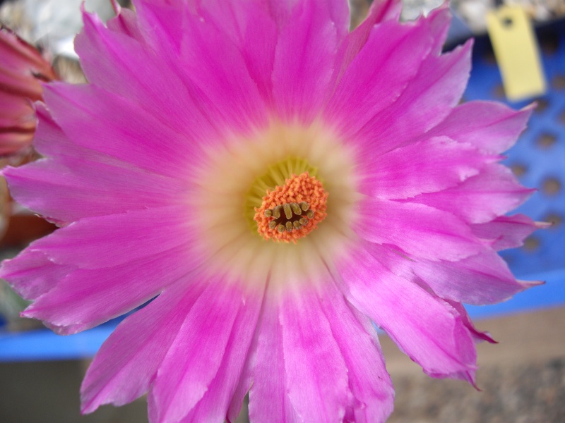 Blüten aus 2014 218