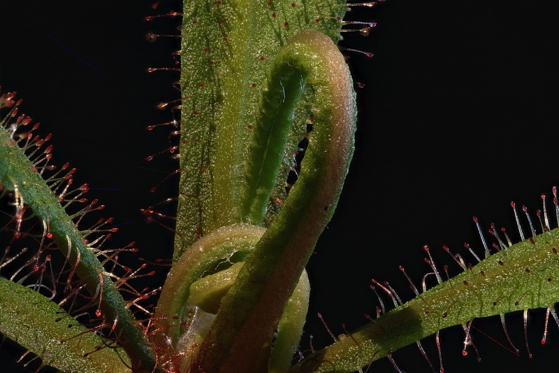 Karnivoren / insektenfangende Pflanzen Teil 1 - Seite 63 2015-028