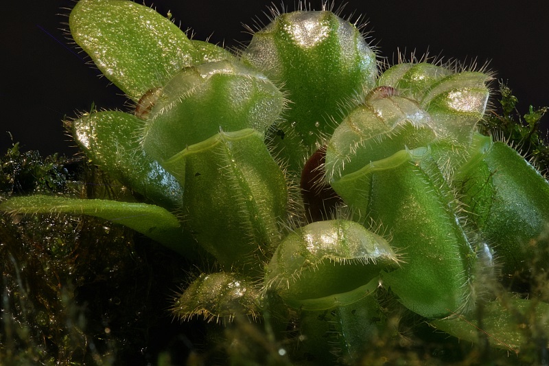 Karnivoren / insektenfangende Pflanzen Teil 1 - Seite 63 2015-035