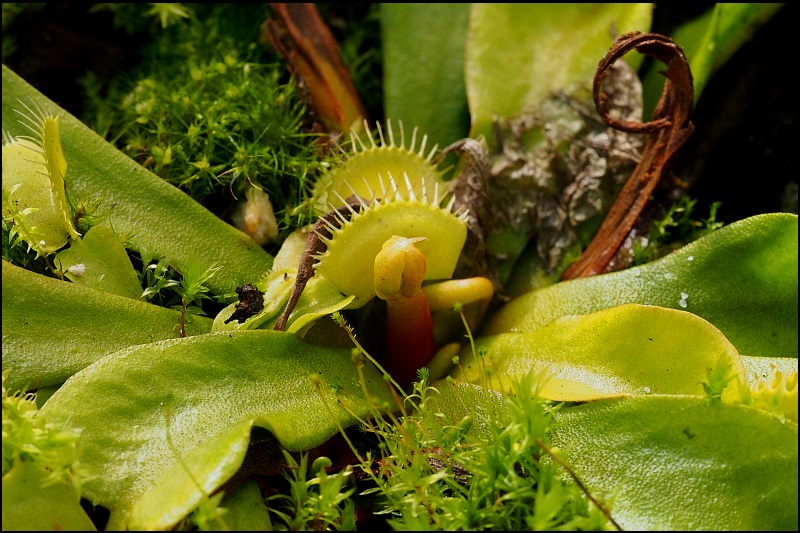 Aussaat - Karnivoren / insektenfangende Pflanzen Teil 1 - Seite 64 P1010026