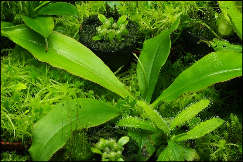 Aussaat - Karnivoren / insektenfangende Pflanzen Teil 1 - Seite 62 P1015812