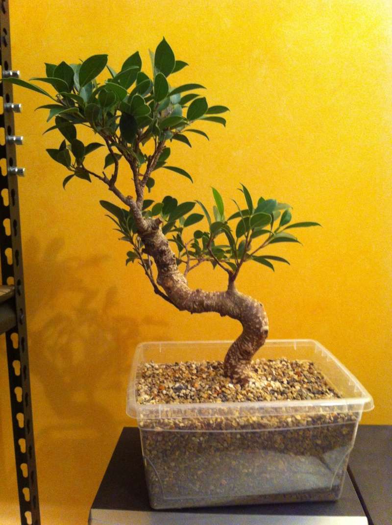 Ficus Microcarpa with Pictures Img_2310