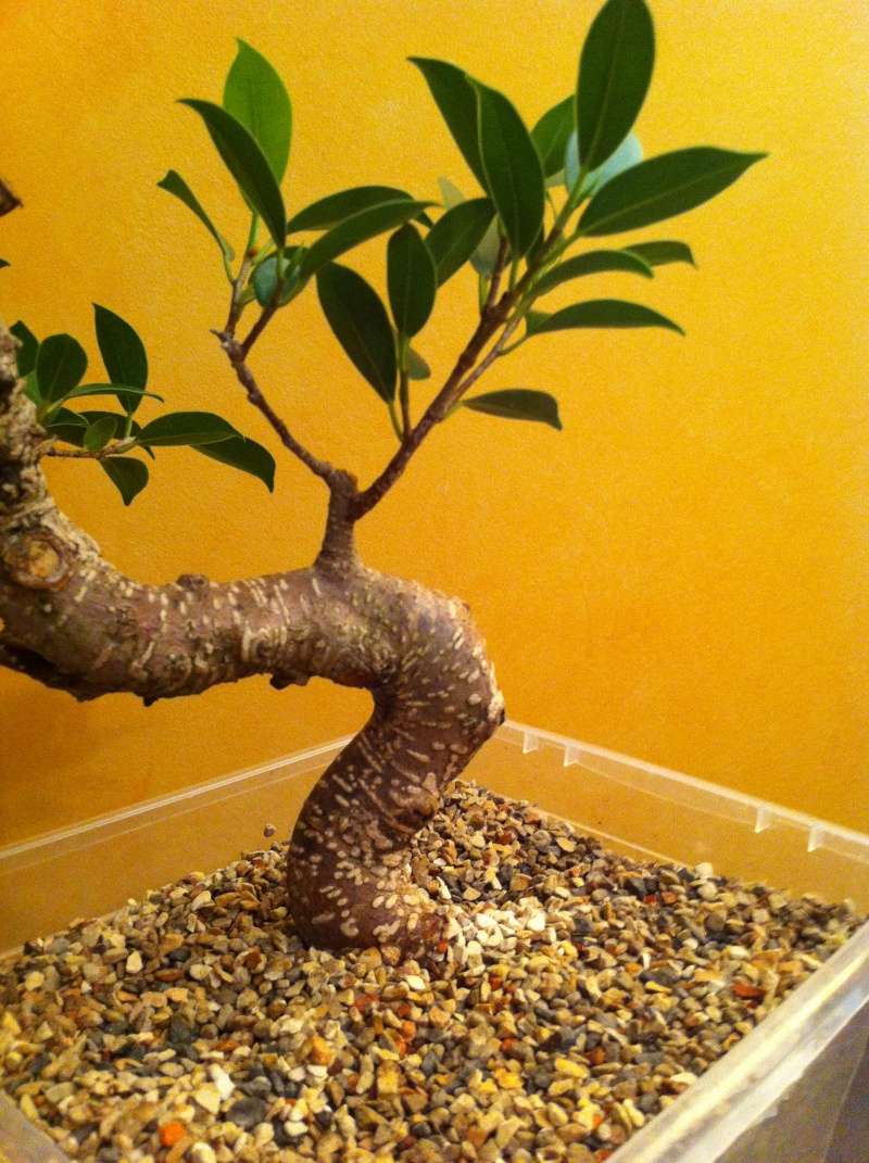 Ficus Microcarpa with Pictures Img_2311
