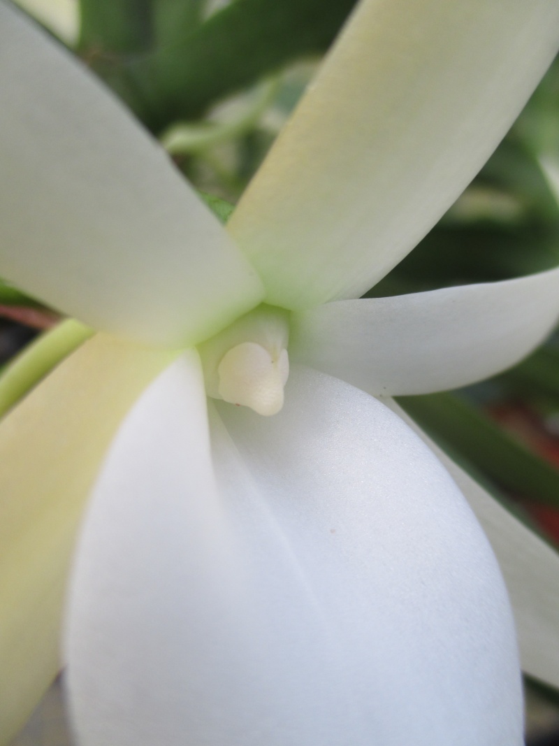 Angraecum elephantinum Img_1714