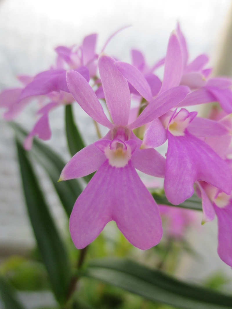 Epidendrum centropetalum Img_1815