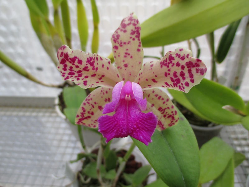 Cattleya amethystoglossa Img_1913