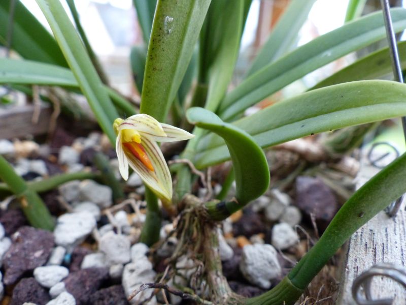 Bulbophyllum affine 0414