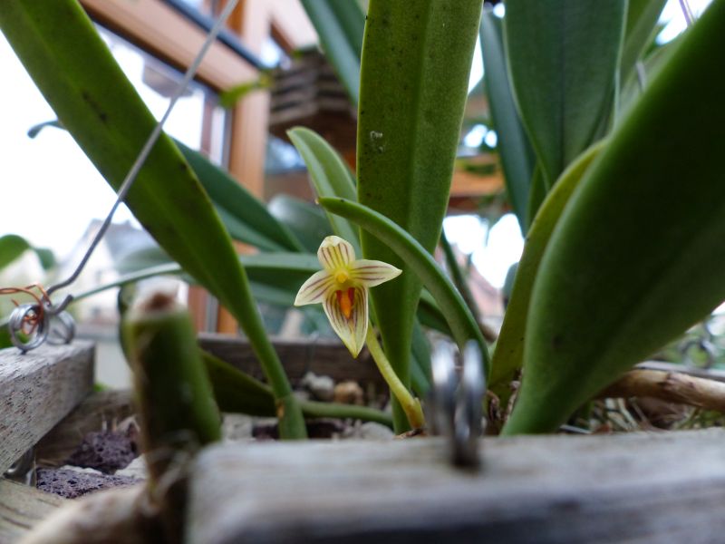 Bulbophyllum affine 0514