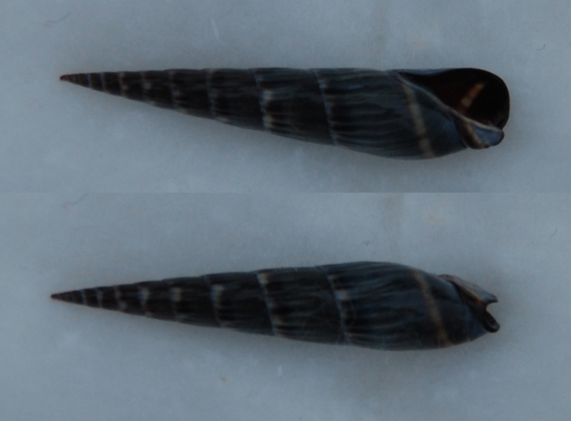 Impages stylata (Hinds, 1844) Final13