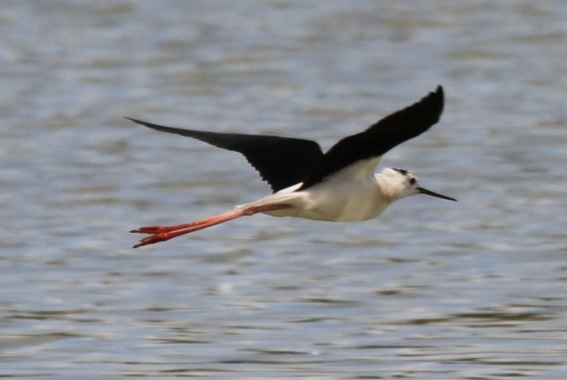 Echasse blanche-France Camargue juin 13 Img_5210