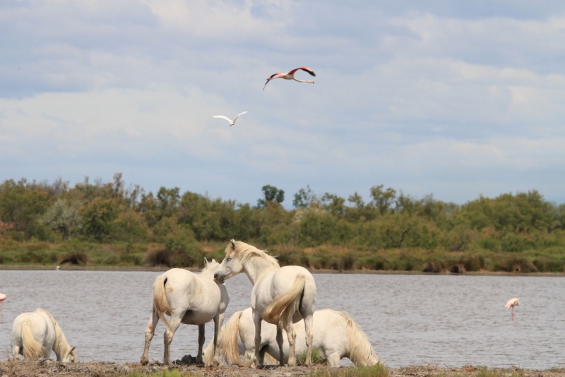 Flamand Rose-Camargue France 0613 Img_5218