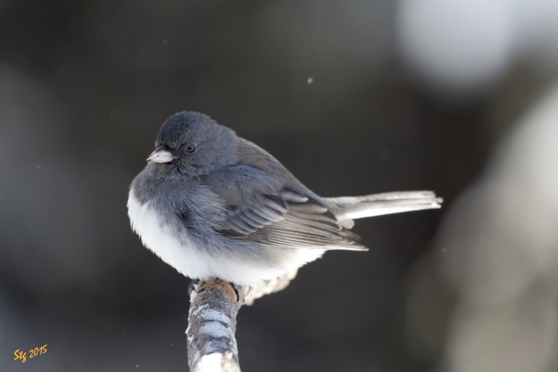 Jonco Junco_12