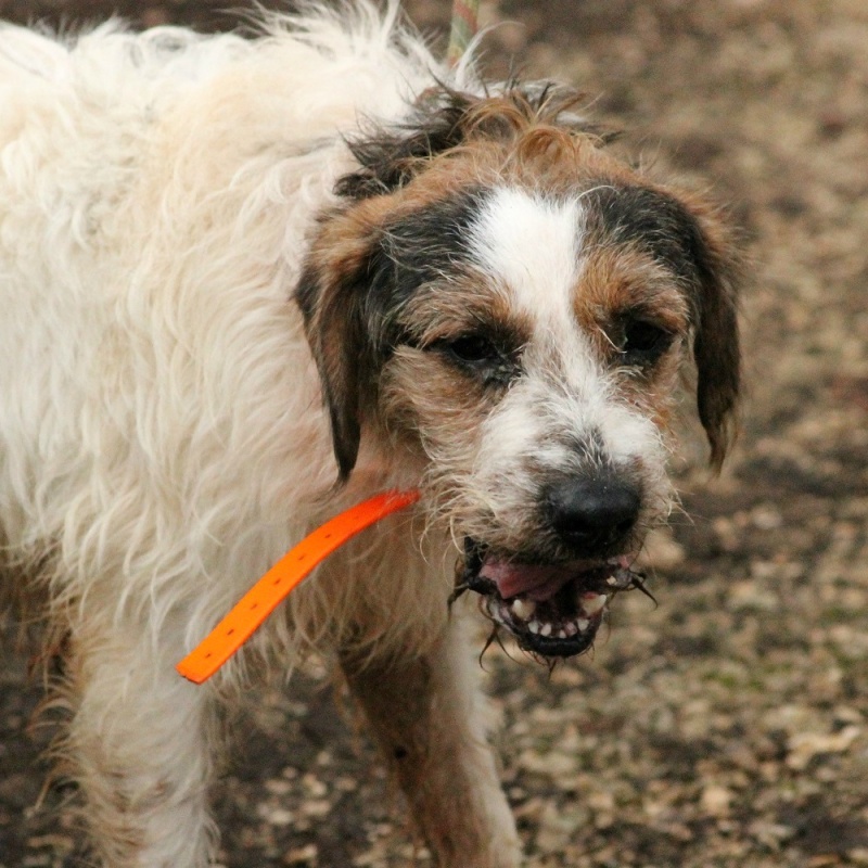 YETI - x griffon/(fox ?) 8 ans (cardiaque)  en FA pour le Refuge de l'Angoumois à Mornac (16) Yeti10