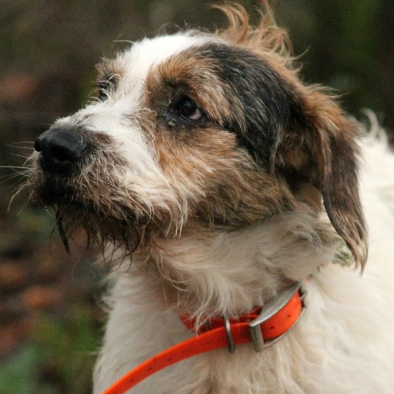 YETI - x griffon/(fox ?) 8 ans (cardiaque)  en FA pour le Refuge de l'Angoumois à Mornac (16) Yeti210