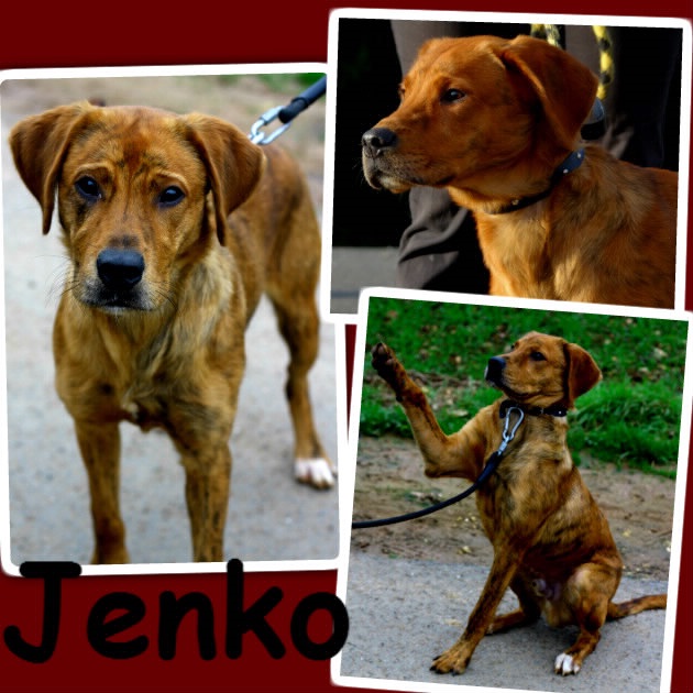 Jenko mâle x dogue argentin de 8 mois (refuge) Jenko_10