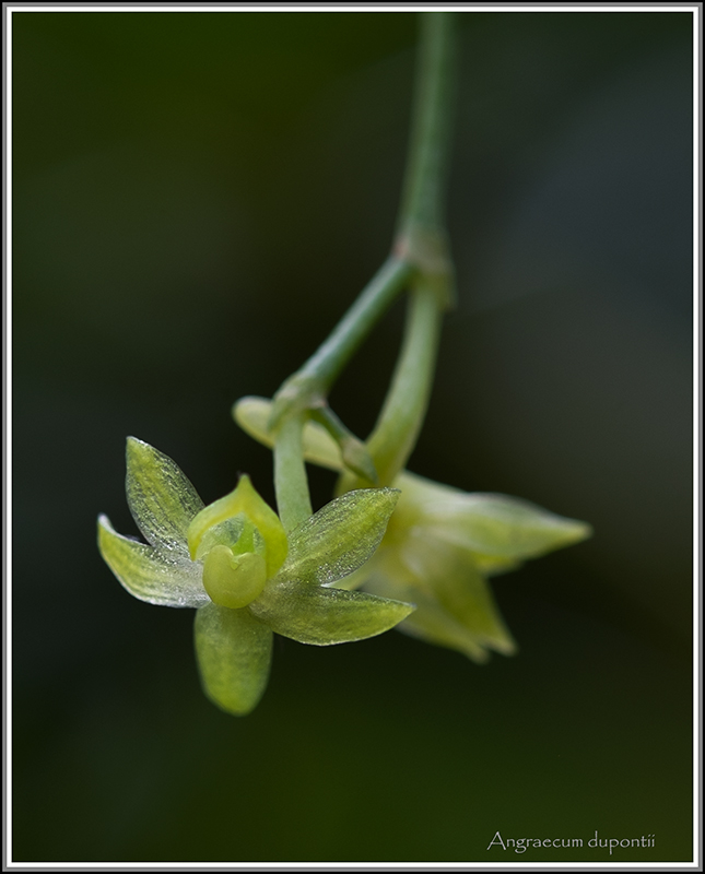 deux endémiques de saison . Dupont11