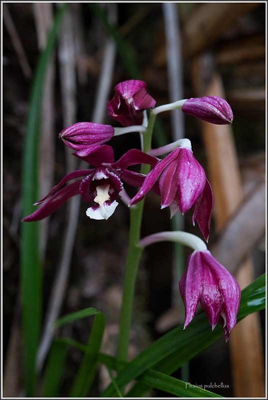 le meilleur de décembre .. 2014 Phaius10