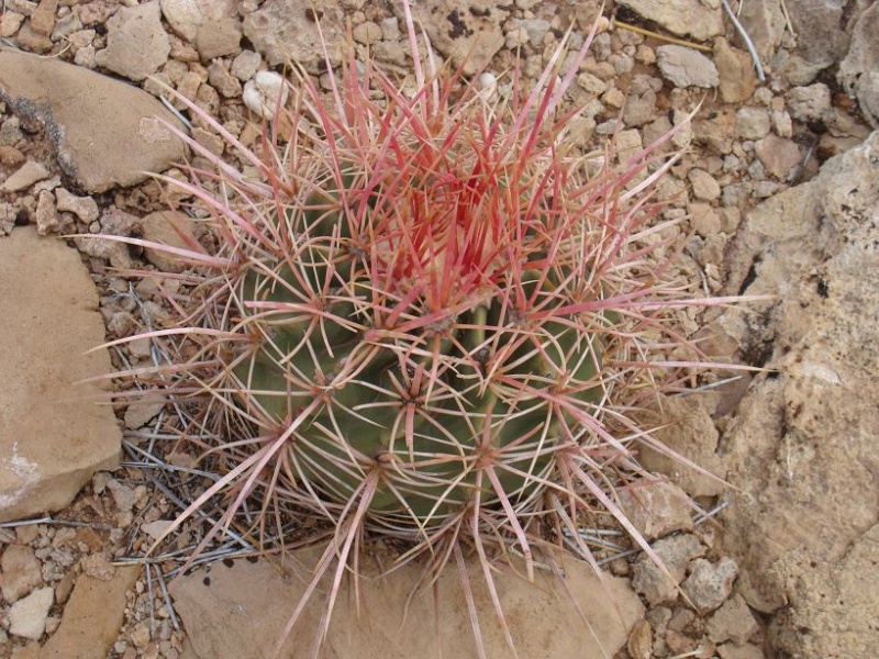 Echinocactus polycephalus ssp. xeranthemoides K-dsc293
