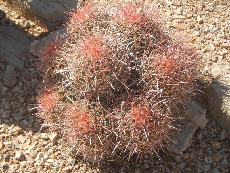 Echinocactus polycephalus ssp. xeranthemoides K-dsc409