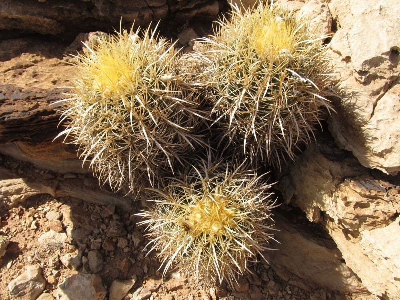 Echinocactus polycephalus ssp. xeranthemoides K-img_72