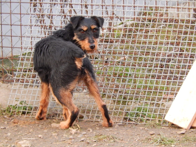 ASTRA - x jagd terrier 4 ans - Sos Animaux à Le Broc (63) Dscn8011