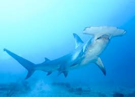 Requin marteau Requin12