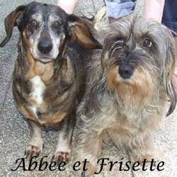 volees !!!! Abbee et Frisette teckel de 8 et 13 ans / Association croc blanc  - 63 Abbee_10