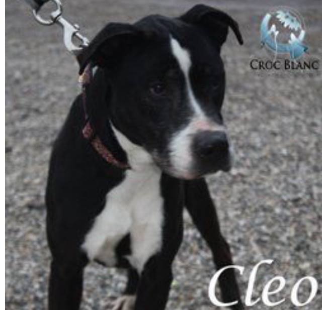 Cléo X Labrador née en 2005 / Association croc blanc Cleo10