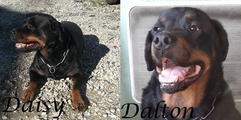 URGENT ! daisy et Dalton inséparable 73 / Association croc blanc  Daisy_11