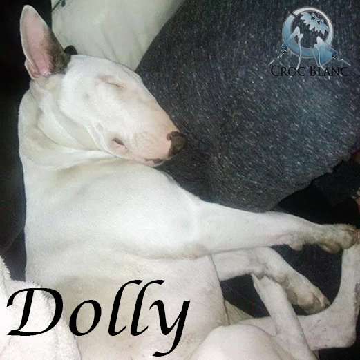 Dolly femelle bull terrier dans le 59 / Association croc blanc  Dolly10