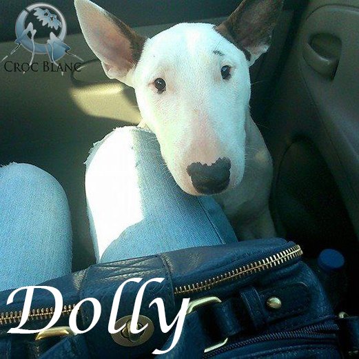 Dolly femelle bull terrier dans le 59 / Association croc blanc  Dolly_10