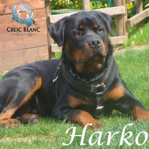 Recherche FA pour HARKO rottweiller de 3 ans  Harko_12