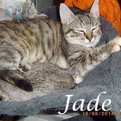 Jade femelle tigrée de 8 mois / Association croc blanc  Jade10