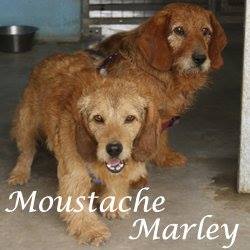 Moustache et Marley fauve de Bretagne  / 57 Association croc blanc Mousta10