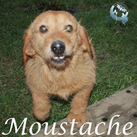 Recherche FA pour moustache et marley / Association croc blanc  Mousta15