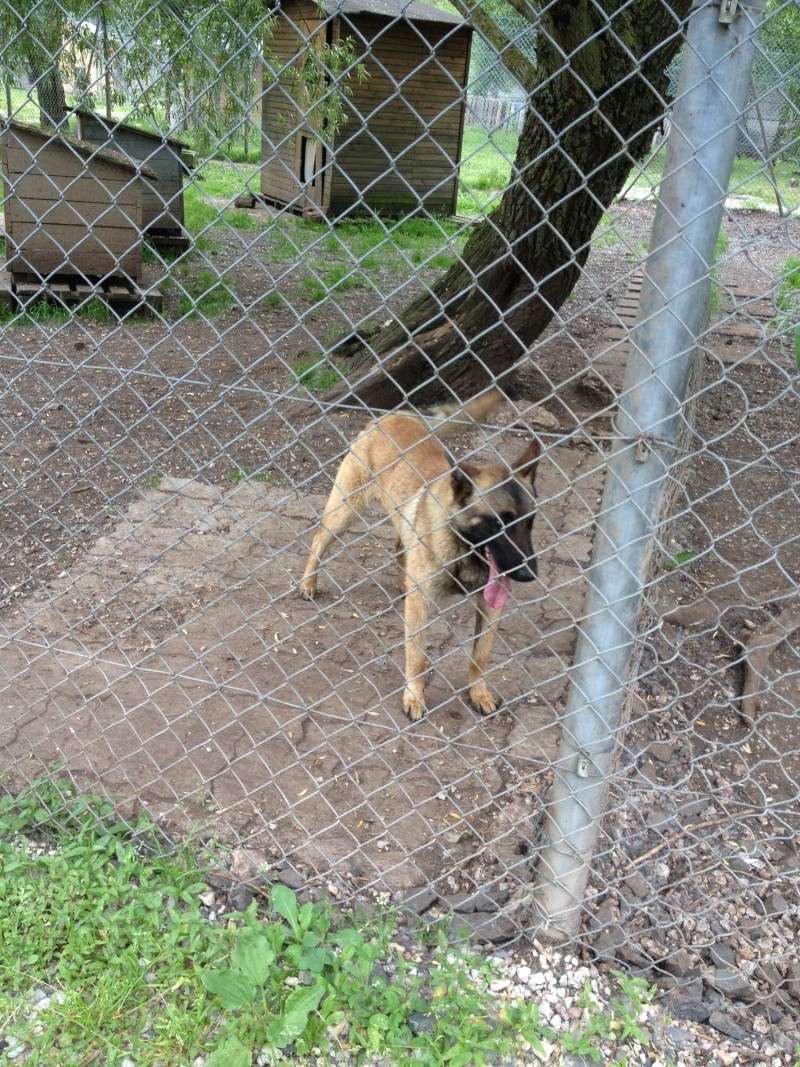 Reis malinois né le 01/06/12 / Sarrebourg Reis_210