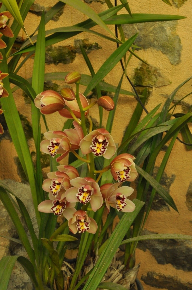 cymbidium hybrides Dsc_4013