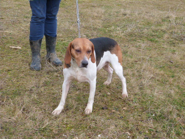 YODA - beagle 8 ans - Spa de Poitiers (86) 017_g_10